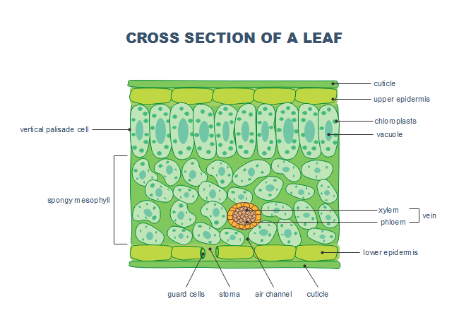 Leaf Cross Section