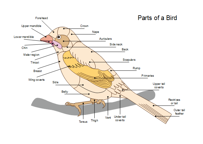 Parts of A Bird