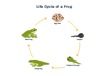 Food Web Diagram