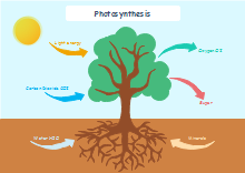 Food Web Diagram