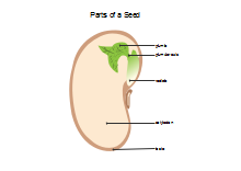 Parts of Flower