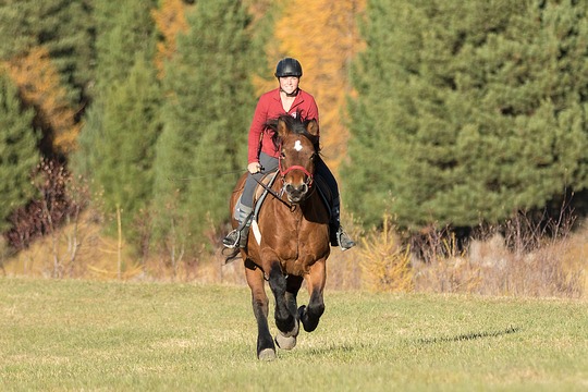 Praktikantin auf einem Kaltblut-Pferd