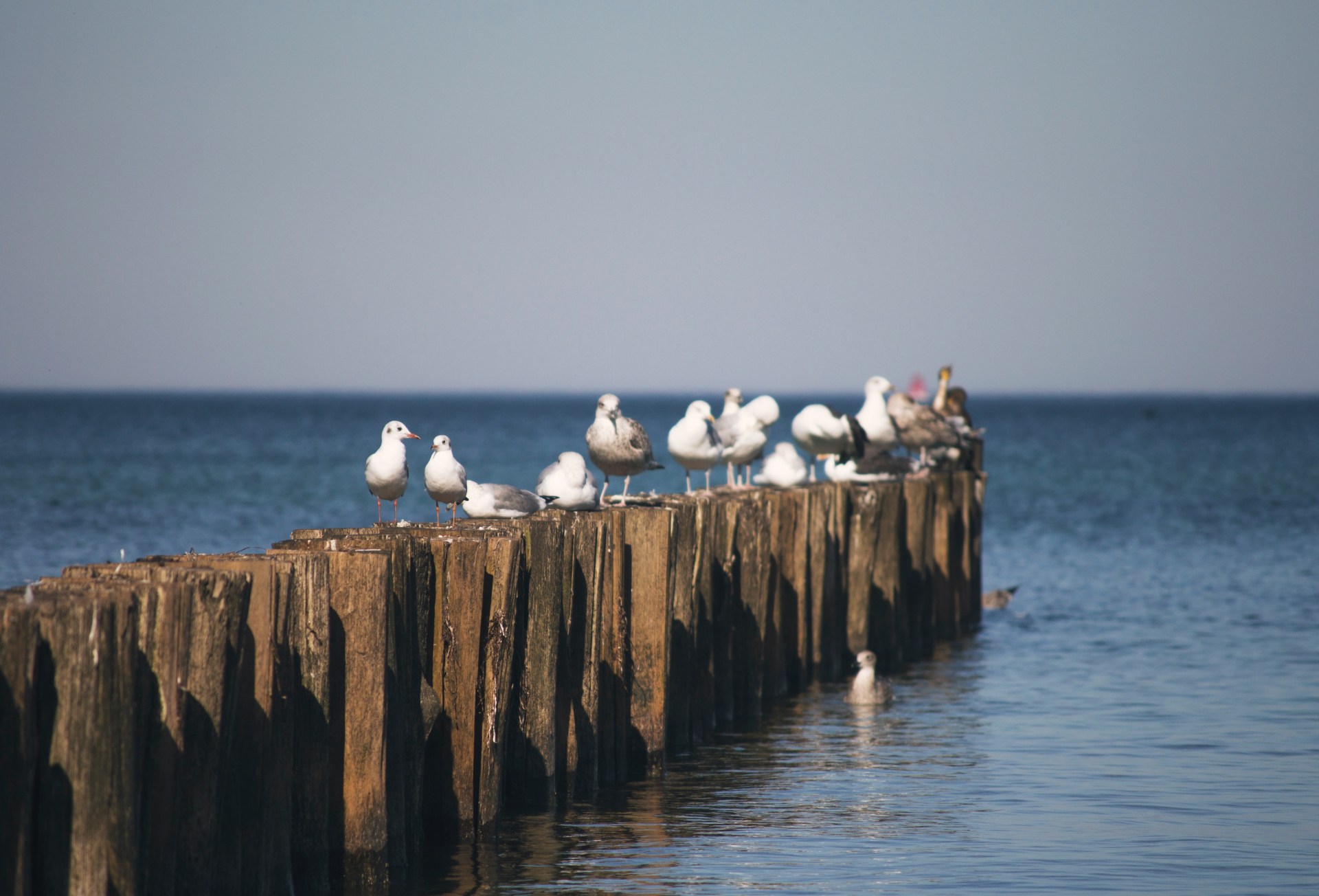 Ostsee - Rettet das Meer © EUSBSR - Mariam Soliman