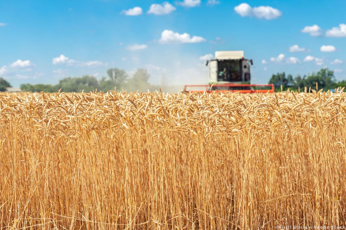 MEPs call for food aid to Ukraine and more independent EU food production © AdobeStock/Kirill Gorlov