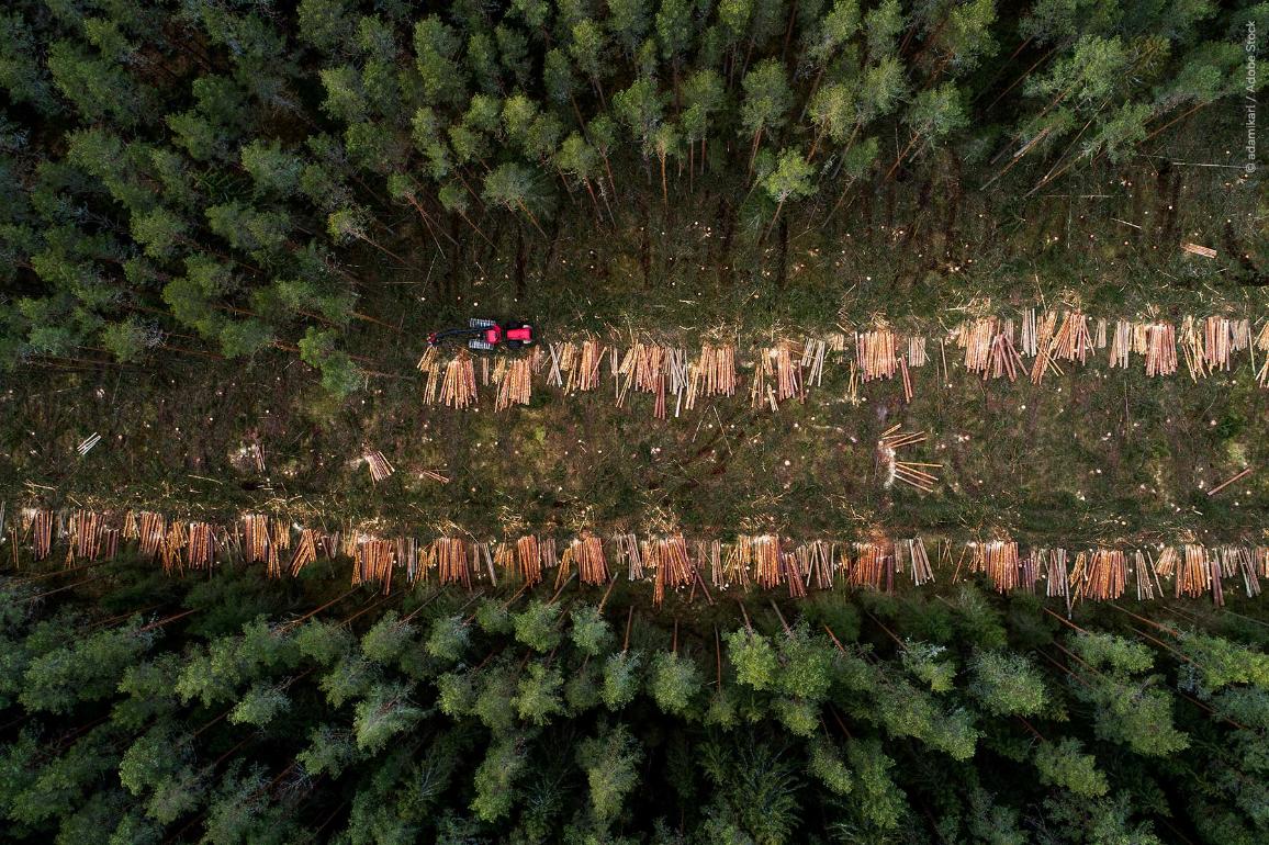 An aerial view of wood harvester clear-cutting a pine grove in Estonian boreal forest, Northern Europe