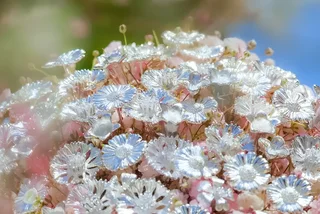 Prague artisans celebrate modern love with silver and gold wedding flowers