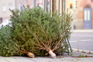 Christmas trees are piling up in Prague streets – here's the proper disposal