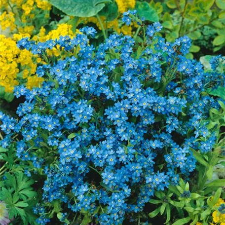 Myosotis sylvatica 'Blauer Korb'