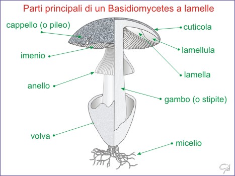 MORFOLOGIA