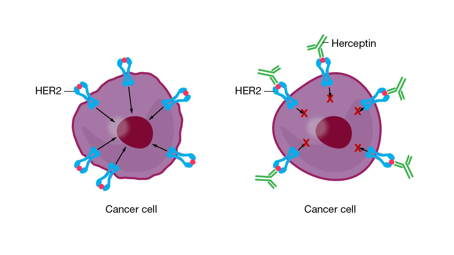 The drug trastuzumab attaches to the HER2 receptors. 