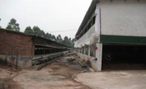 Comparative flush building (on the left) and the pilot hi-rise building (on the right).