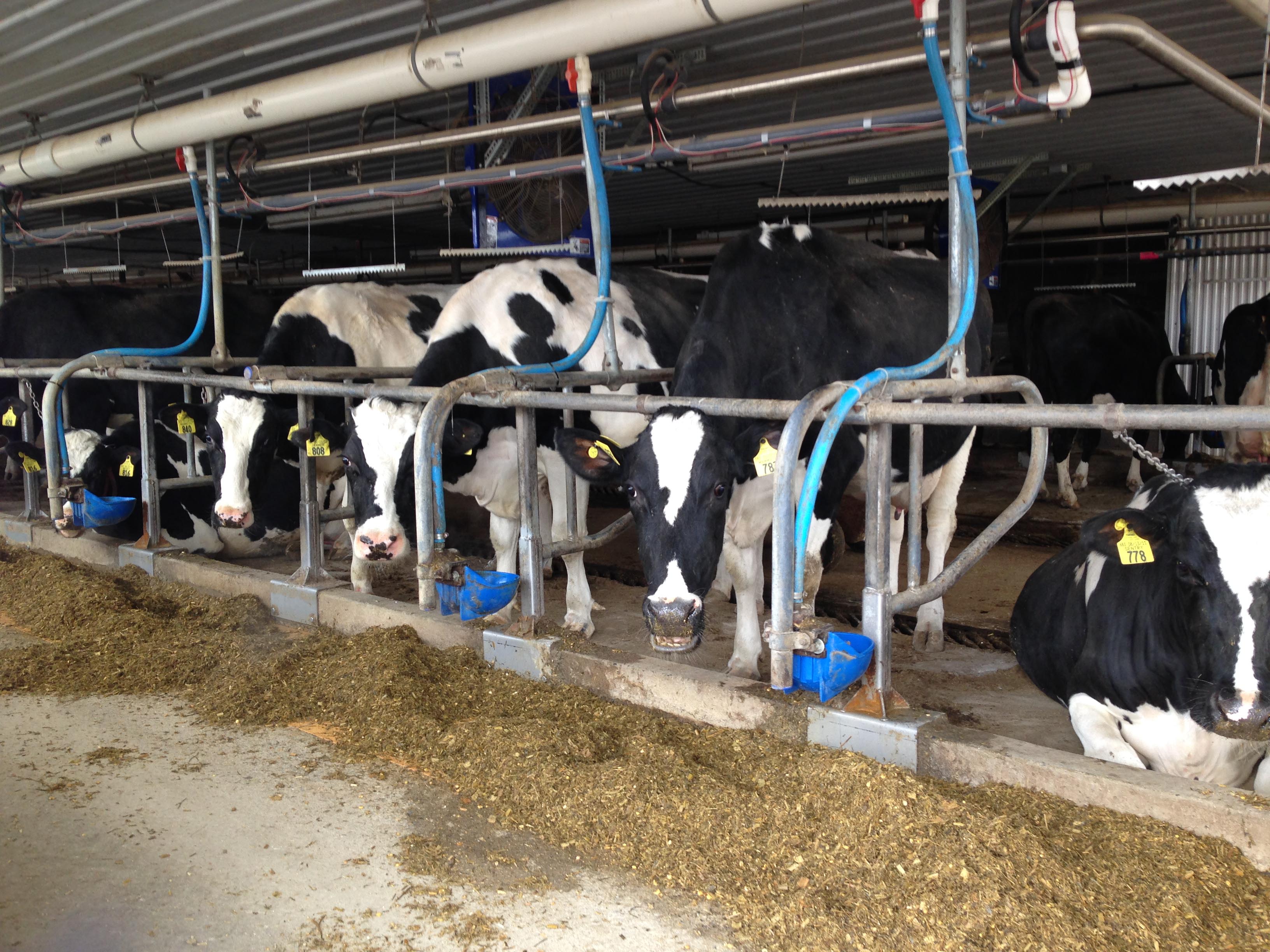 Cows near an anaerobic digestor facility during a Biogas site visit to Sensenig Farms, 2015. <br><span class='small text-muted'>(2015)</span>