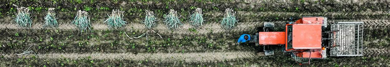 Drone image of leek harvest