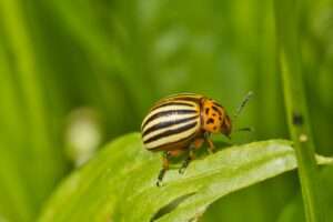 A beetle is sitting on a green leaf