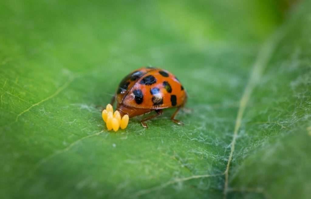 a lady bug sitting on a green leaf