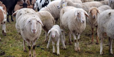 Sheep transport