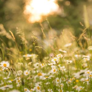 wild flowers