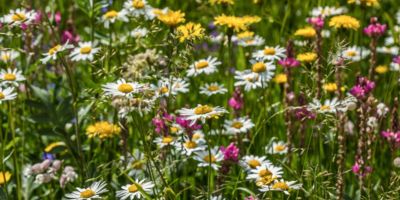 Biodiversity Flowers Nature