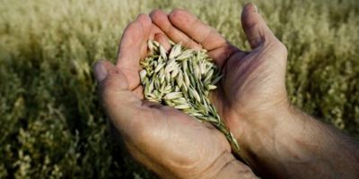 Hand holding grain © Bart Sadowski