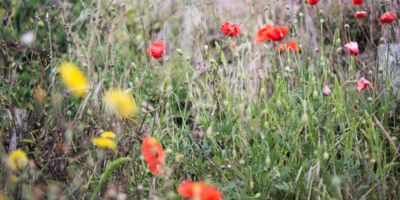 Wild flowers