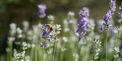 bee flower