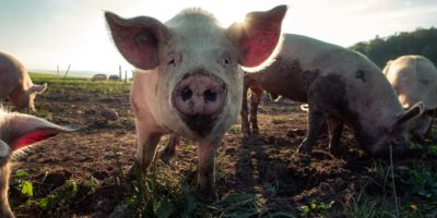 Pigs in a field / CC0 Pascal Debrunner