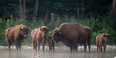 European Bison, Wisent, Bison bonasus. Bieszczady, Carpathians, Poland / © iStock Photo