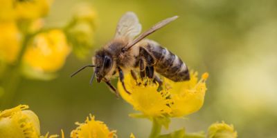 Picture of a bee