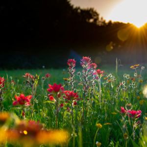 Wild flowers