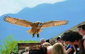 Affascinante Falconeria Locarno