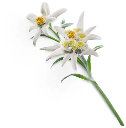 Illustration Edelweiss