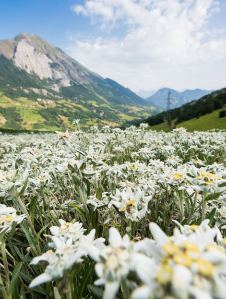 Edelweissfelder Wallis