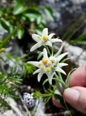 Edelweissblüte in der Hand