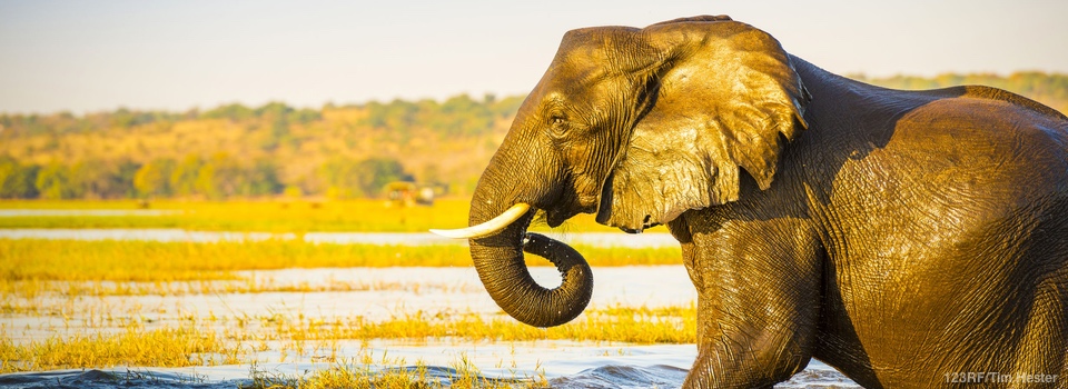 Botswana – Du delta de l’Okavango aux chutes Victoria