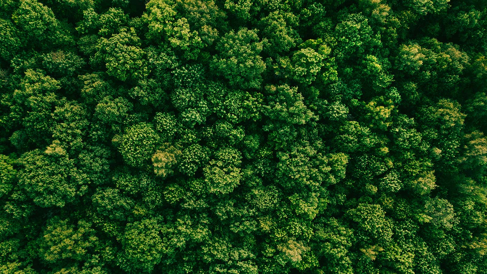 Une photo aérienne d’une forêt verdoyante