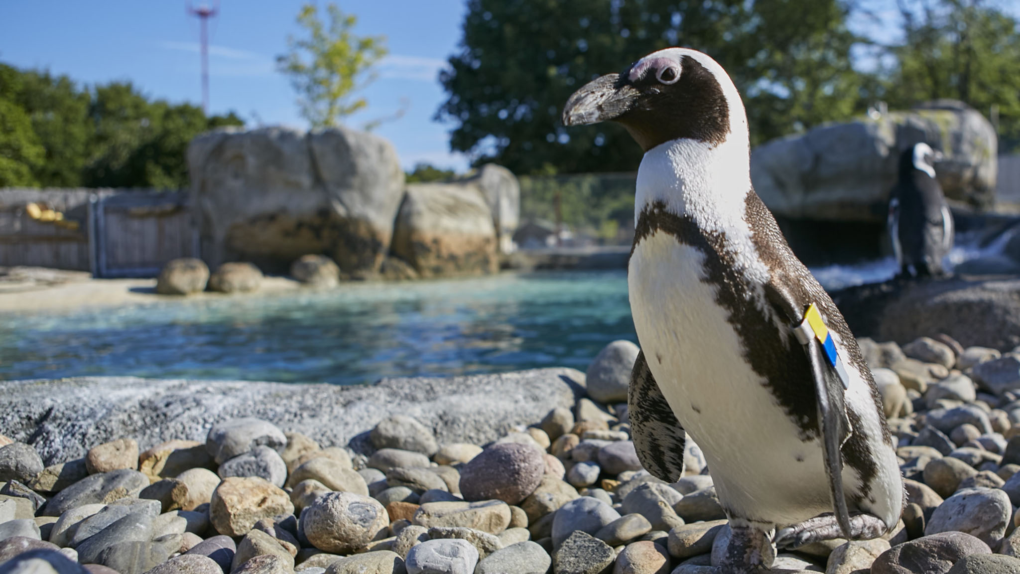 African penguin waddling