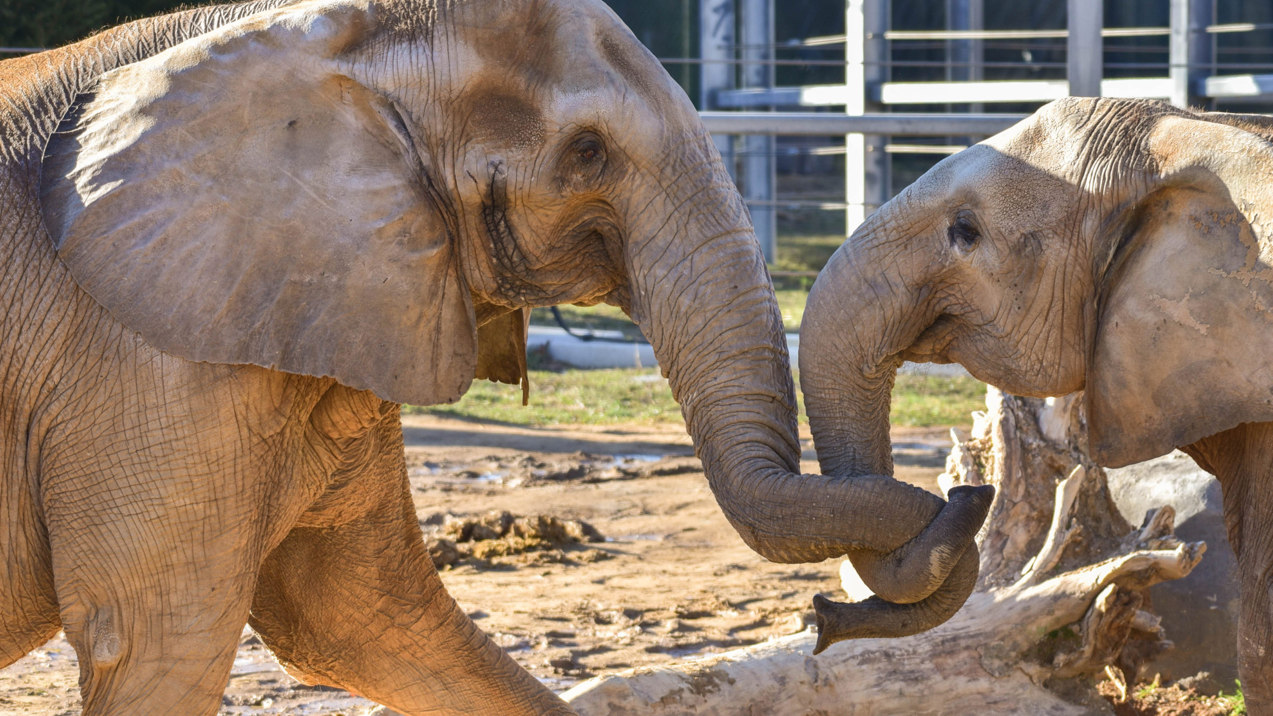 Elephants holding trunks