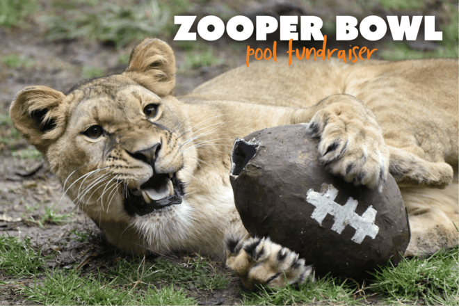 zooper bowl pool fundraiser