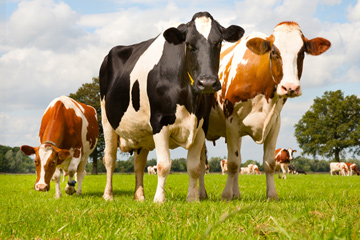 Cows in a field