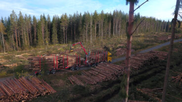 A timber lorry is picking up a load on a forest road.