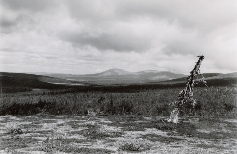 Peaks of fells glimpsed behind a large forest area, a black and white image.