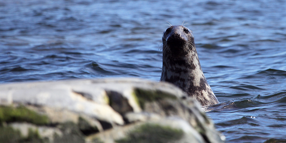 A seal peeking behind a rock in the sea.