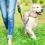 Dog on a leash. Legs and hand of person holding the leash are visible.