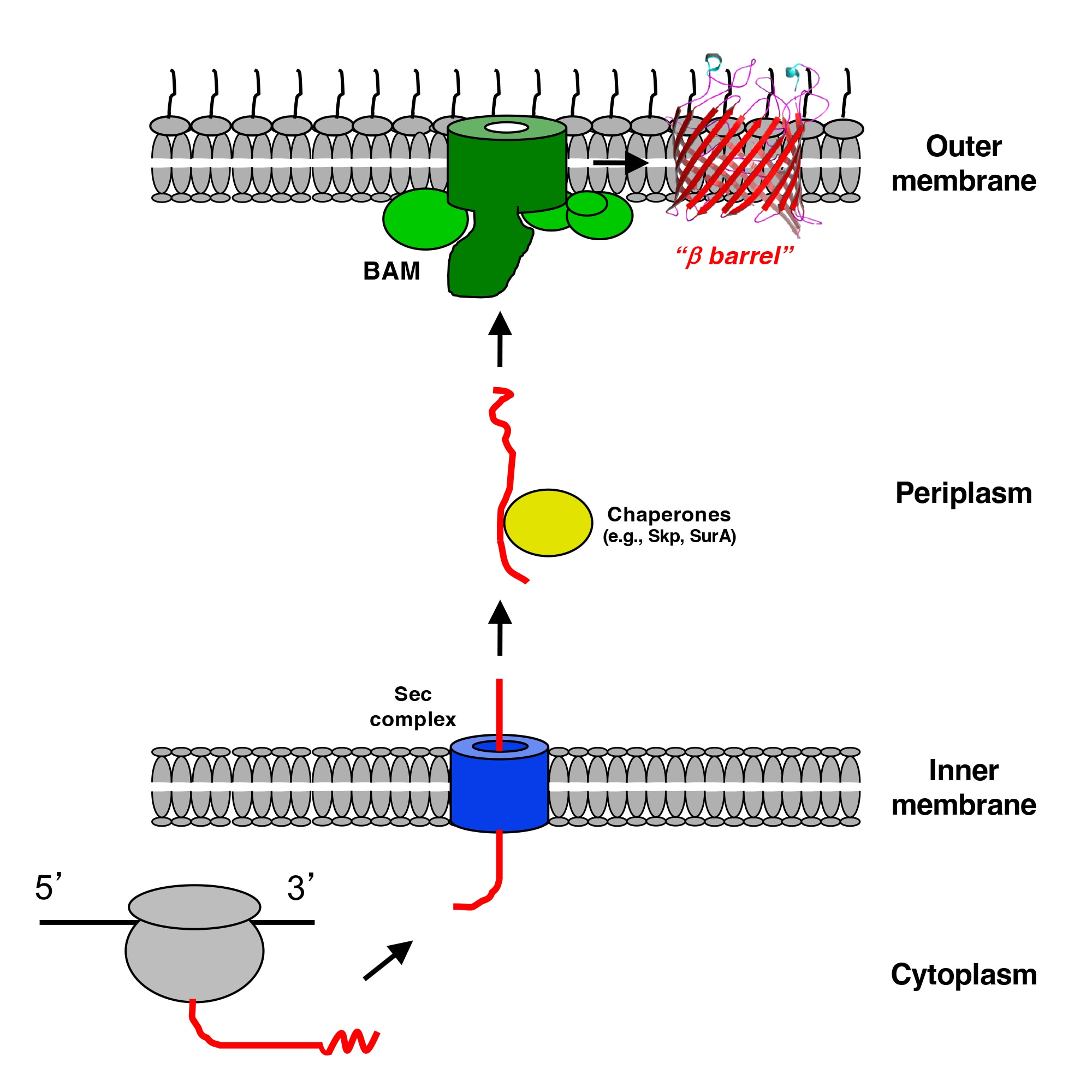 A graphic which depicts outer membrane protein (O M P) biogenesis in Gram-negative bacteria.