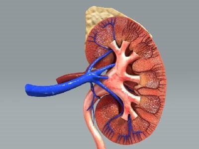 Graphic showing a cross-section of a kidney.