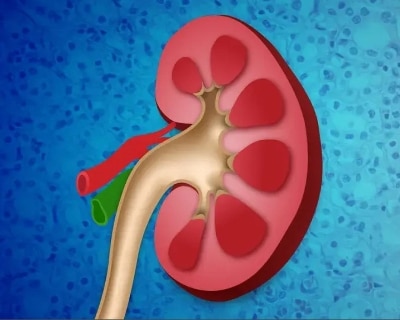 Visual of the chambers within a kidney