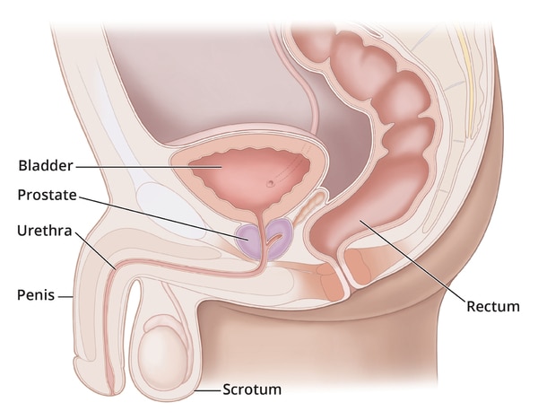 Side view of the male reproductive tract with labeled bladder, prostate, urethra, penis, scrotum, and rectum.