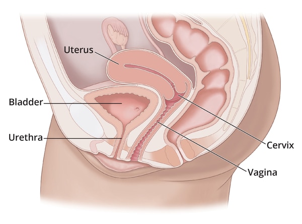 Side view of the female lower abdomen with labeled uterus, bladder, urethra, cervix, and vagina.