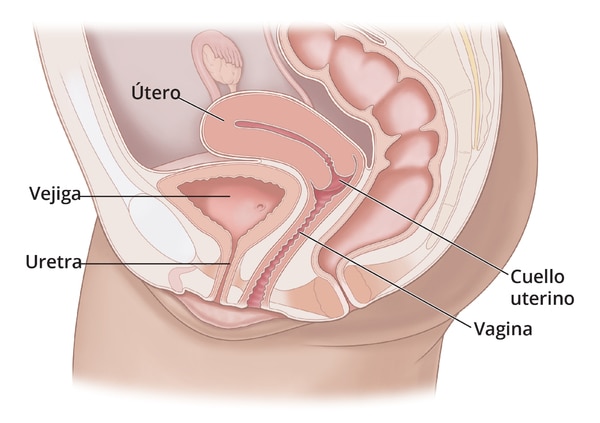 Side view of the female lower abdomen with labeled uterus, bladder, urethra, cervix, and vagina.