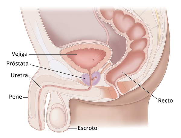 Side view of the male reproductive tract with labeled bladder, prostate, urethra, penis, scrotum, and rectum.